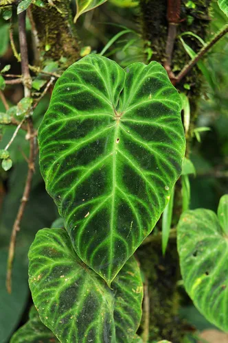 Philodendron verrucosum